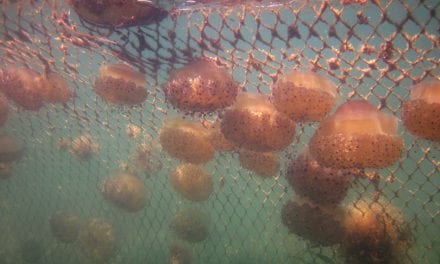 Instalación de redes antimedusas en el Mar Menor el 20 de mayo 2019