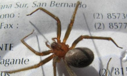 ¿Qué hacer  en caso que te pica una araña violinista?