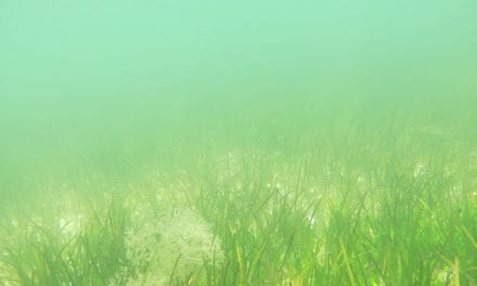 ¿Qué avances ha dado la colaboración con la UPCT y Coag para mejorar la calidad del agua del Mar Menor?