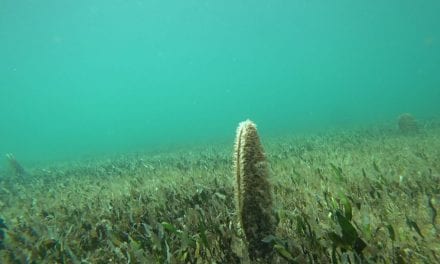 Los actos vandálicos contra las nacras del Mar Menor obligan a Gobierno regional a reforzar su vigilancia