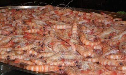 Con casi 18.500 kilos de capturas en el Mar Menor  acaba la campaña del langostino