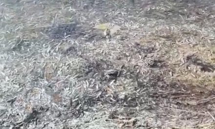 Los vecinos alertan de la presencia de cientos de peces muertos en La Manga del Mar Menor