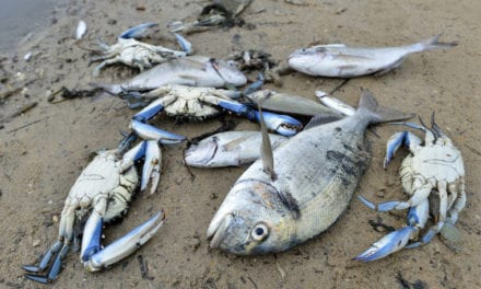 La Región de Murcia y el Mar Menor a la deriva