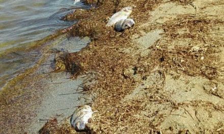 Desde el gobierno regional aseguran que “ya no existe anoxia” en el Mar Menor aunque el aumento de clorofila es “preocupante”