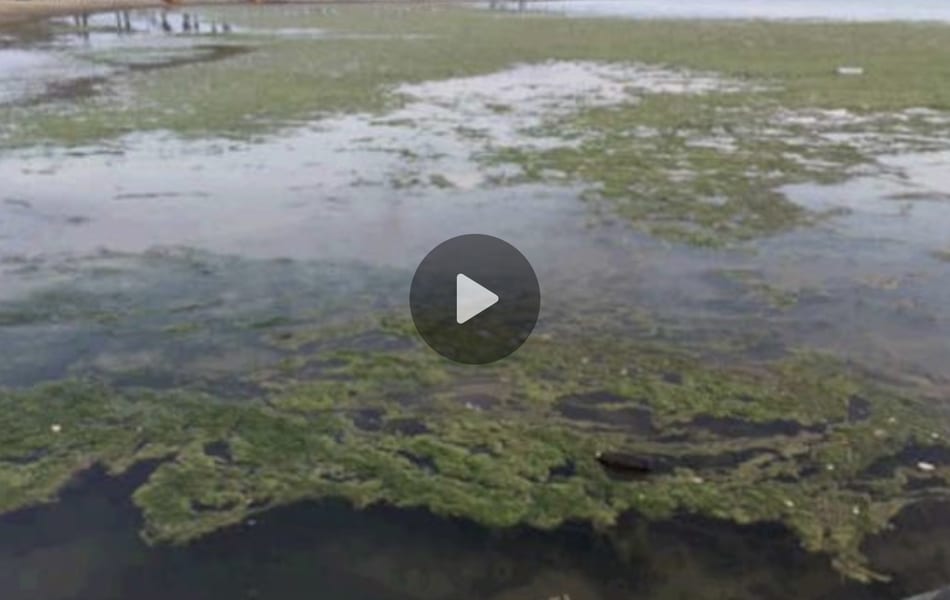 Sentada pacífica por el Mar Menor en la playa de Villananitos, Lo Págan