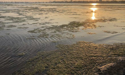 La temperatura, la clorofila y salinidad siguen subiendo en el Mar Menor