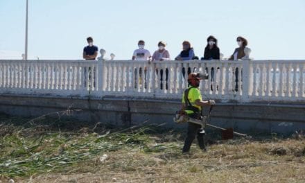 Se inicia la retirada de cañas en aguas de la playa de Los Nietos para evitar su contaminación