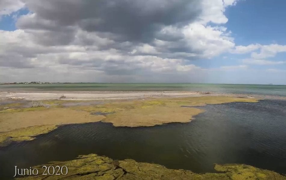 Anse y WWF aseguran que el Mar Menor está ante la incertidumbre de una nueva «sopa verde» en verano 2020