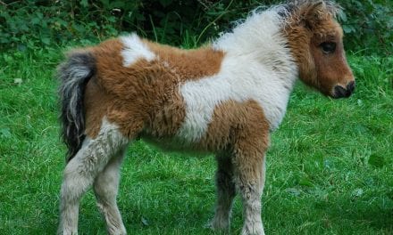 Detenido en Murcia un hombre tras ser sorprendido violando borracho a un poni