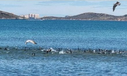 Banquete de lubinas para las aves del Mar Menor