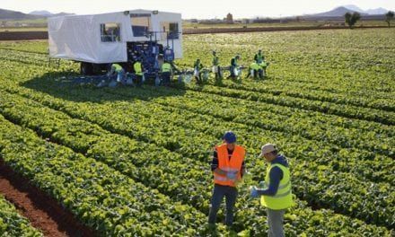 El “motor económico”: La agricultura intensiva del Campo de Cartagena generó 209 millones de euros, el 0,6% del PIB regional