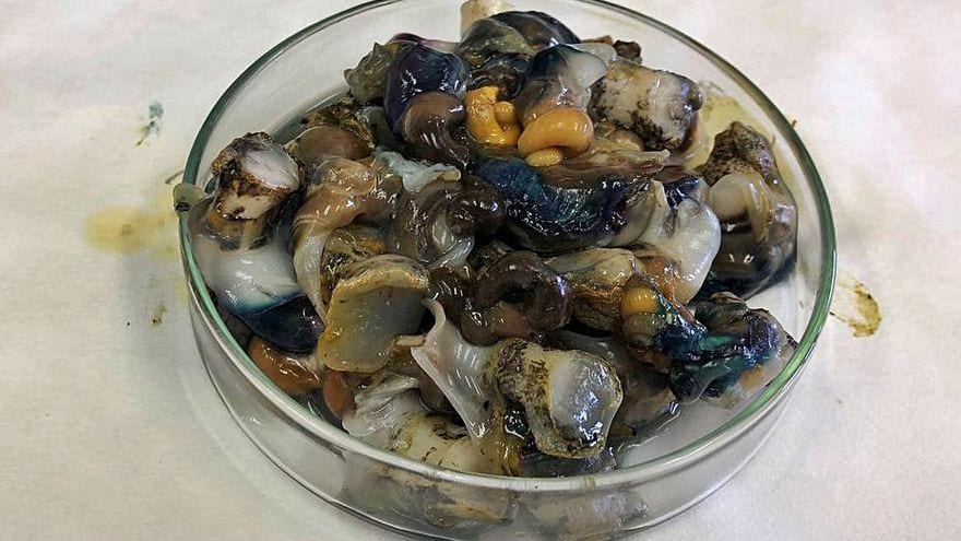 Las caracolas del Mar Menor, un ‘centinela’ que alerta sobre la contaminación por metales pesados en la laguna salada