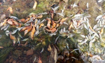 El científico del Instituto de Ciencias del Mar del CSIC descarta un nuevo episodio de anoxia en el Mar Menor