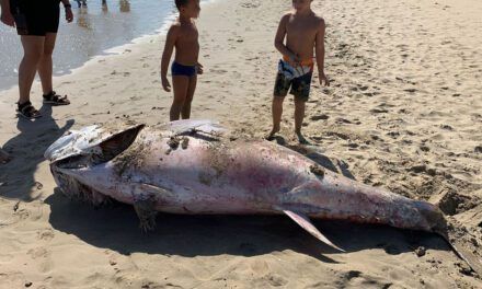 Aparece muerto un atún gigante a orillas del mar en La Manga del Mar Menor