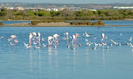 Limpieza y el desbroce el canal perimetral de Las Salinas, San Pedro del Pinatar