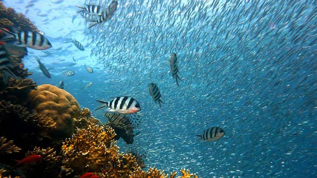 Unidas Podemos reclama el traslado de la sede central del Instituto Español de Oceanografía a Cartagena