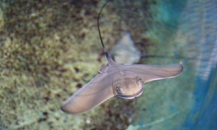 Águilas acogerá el primer Centro de Producción de Especies Marinas de la Región de Murcia