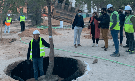 El Parque Almansa, San Javier incorpora 130 nuevos pinos entre los 200 árboles que incrementan su masa arbórea