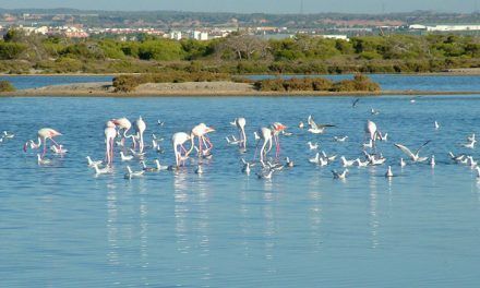 Turismo de San Pedro del Pinatar invita a conocer el Parque Regional de Salinas y Arenales durante la Semana Santa 2022