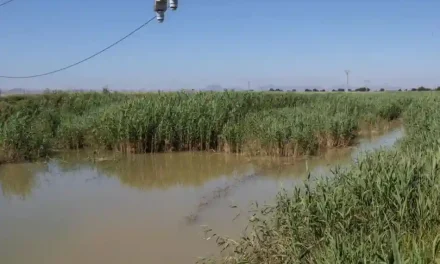 Mar Menor: el drama está en el ecosistema profundo